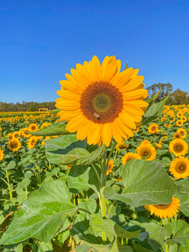 Foto de uma plantação de girassóis 